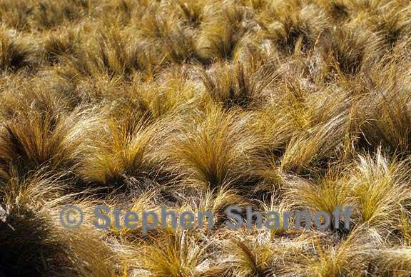 grass bunches graphic