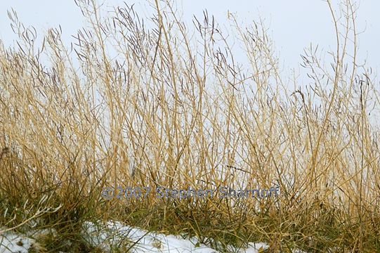 grass snow 1 graphic