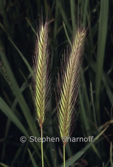 hordeum 1 graphic