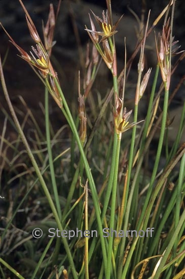 juncus drummondii graphic