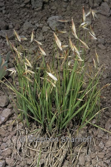 melica stricta graphic