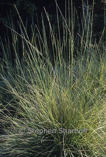 muhlenbergia rigens graphic