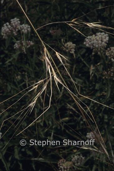 nassella pulchra graphic