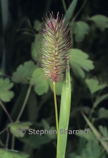 phleum alpinum 1 graphic