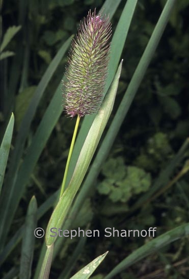 phleum alpinum 2 graphic