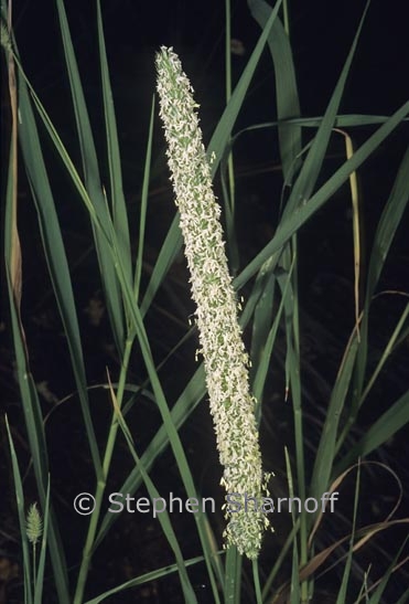 phleum pratense 1 graphic