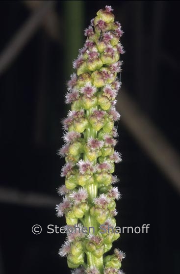 triglochin maritima flowers graphic