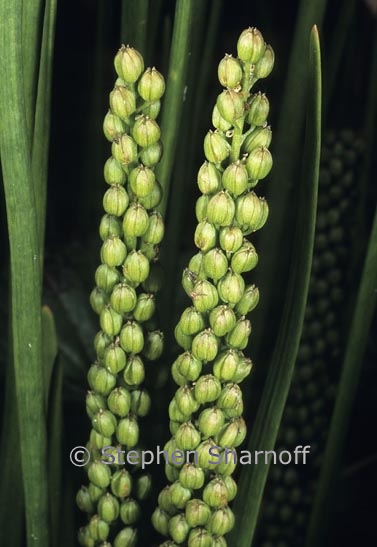 triglochin maritima fruit graphic