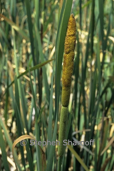 typha 1 graphic