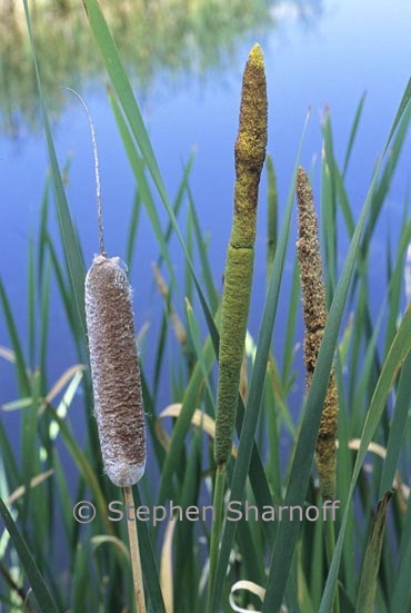 typha 3 graphic