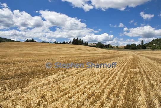 wheatfield 1 graphic