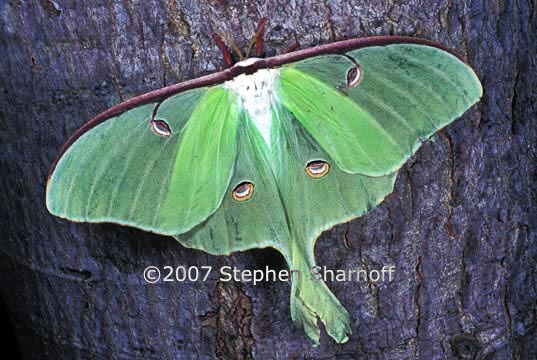 luna moth graphic