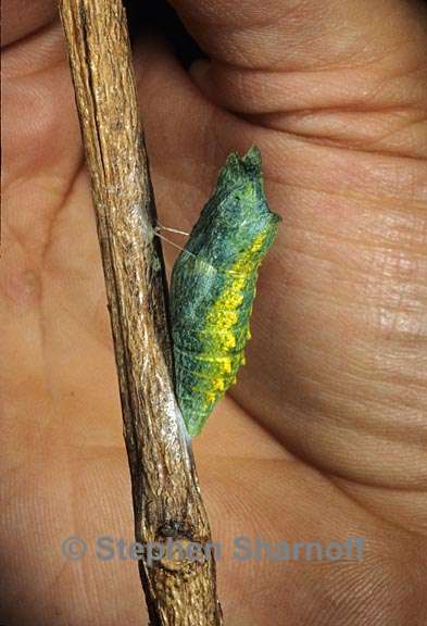 anise swallowtail chrysalis graphic