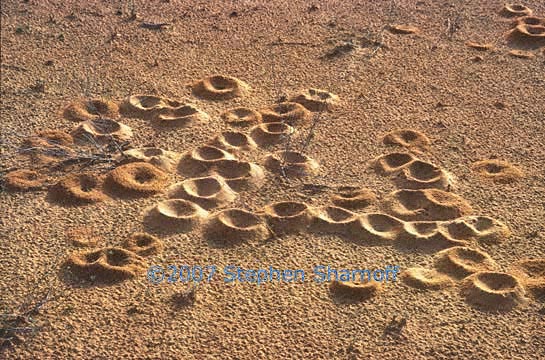 ant mounds graphic