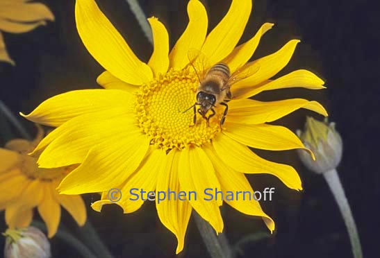 bee eriophyllum graphic