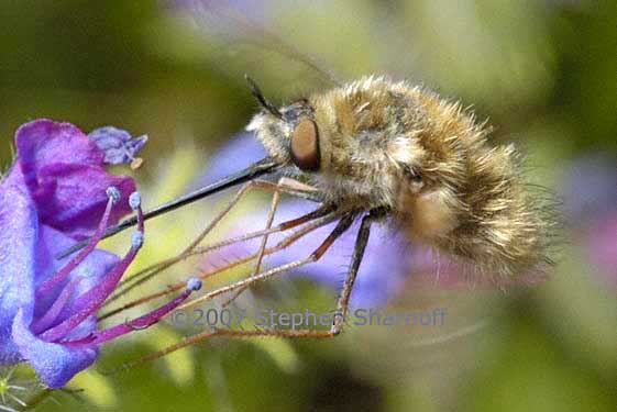 bee fly graphic