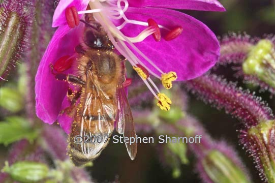 bee pelargonium graphic