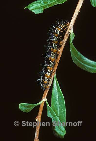 buckeye caterpillar 2 graphic