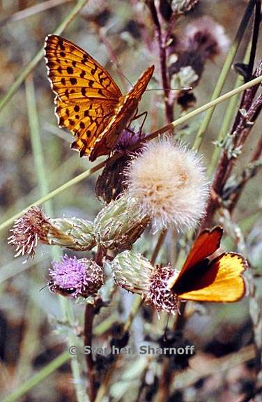 butterfly provence 2 graphic