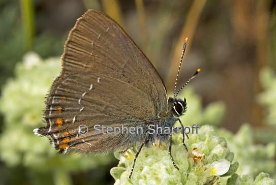 california hairstreak graphic