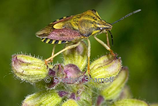 carpocoris mediterraneus graphic