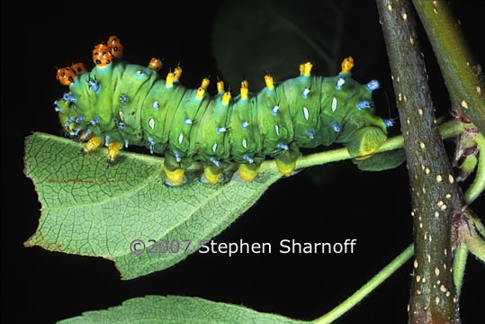 cecropia caterpillar reversed graphic