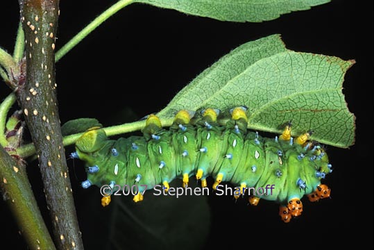 cecropia caterpillar graphic