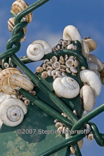 vinyard snails on fence 3 graphic