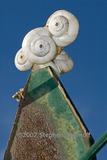 vinyard snails on fence 4 graphic