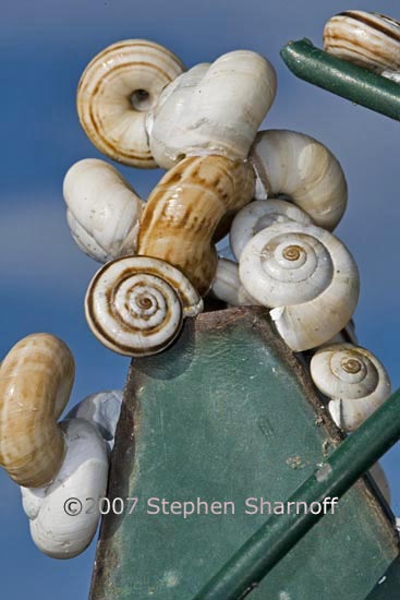 vinyard snails on fence 1 graphic