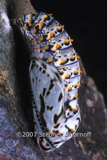 chalcedon chrysalis graphic