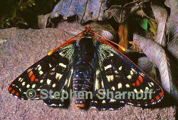 checkerspot 2 graphic