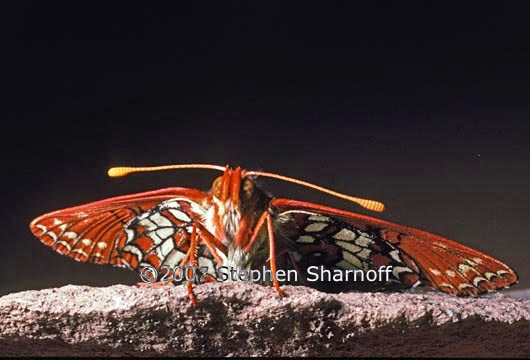 checkerspot 1 graphic