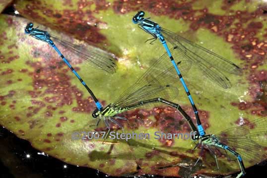 damselflies graphic