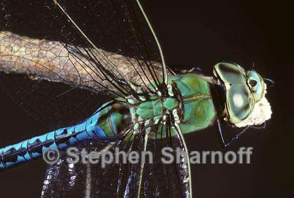 damselfly 1 graphic