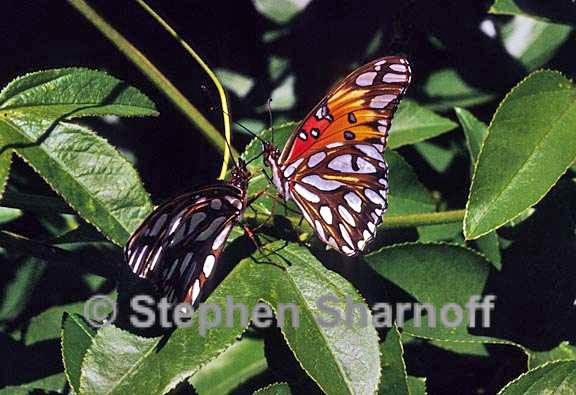 gulf frit