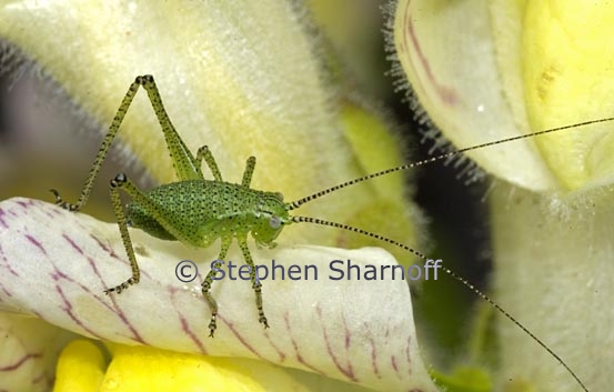 katydid graphic