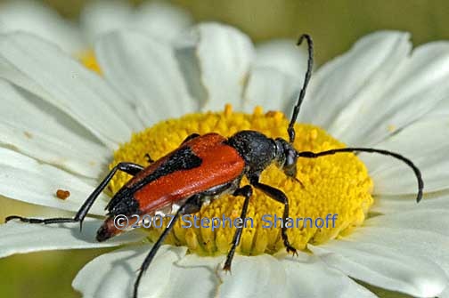 long horned beetle graphic