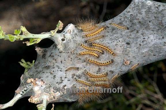 malacosoma californicum 4 graphic