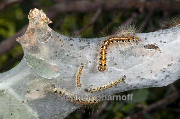 malacosoma californicum 7 graphic