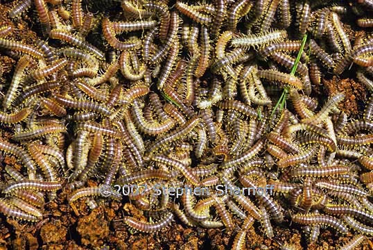 millipedes graphic