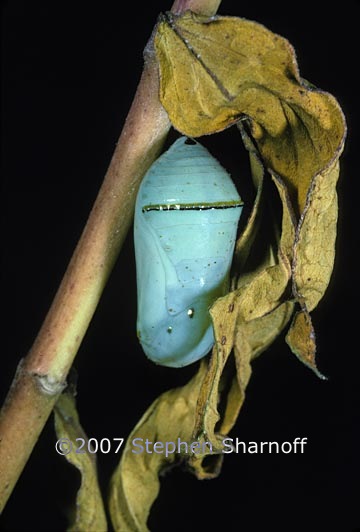 monarch chrysalis 1 graphic