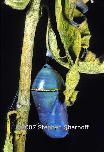 monarch chrysalis 2 graphic