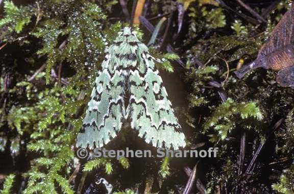 moth camouflage graphic