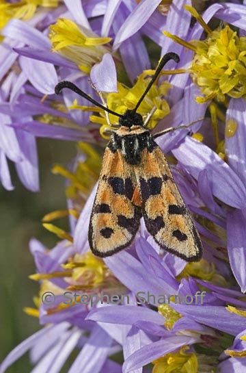 orange moth graphic