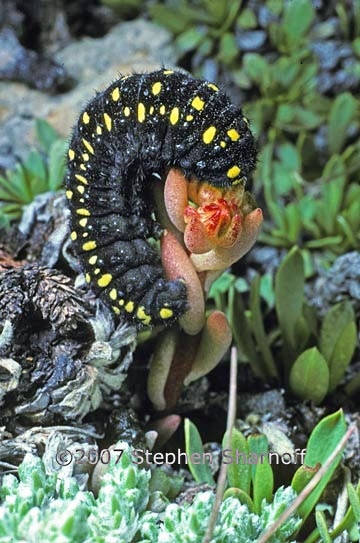 parnassius caterpillar graphic