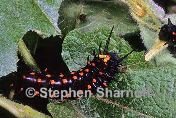 pipevine caterpillar 2 graphic