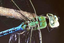 damselfly 2