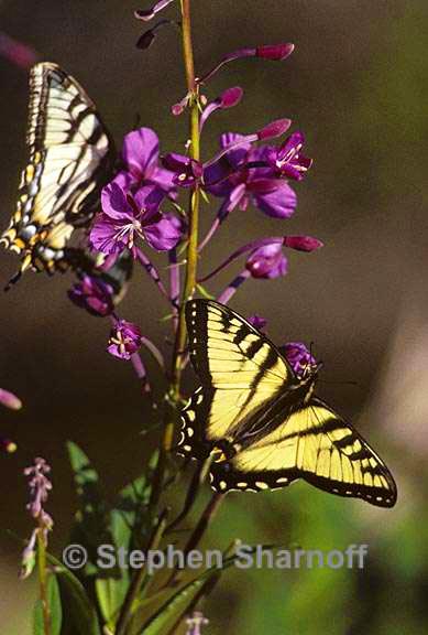 tiger swallowtail 1 graphic