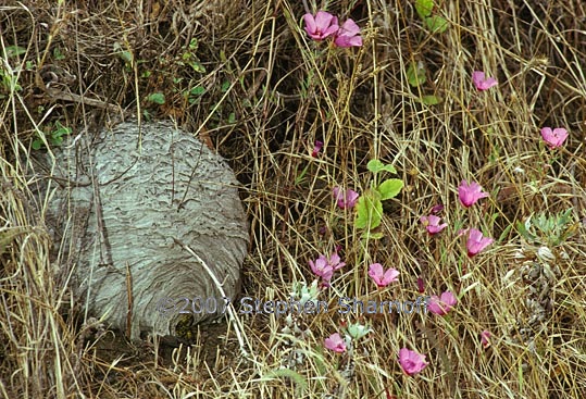 wasp nest flowers graphic